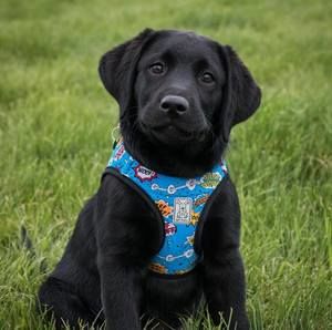 Meet your Posher, Angie